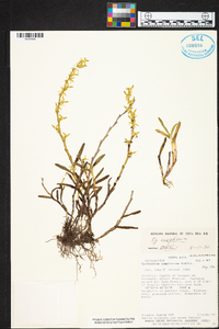 Epidendrum anoglossum image