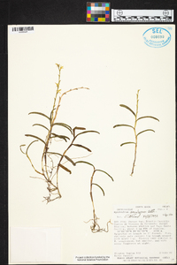 Epidendrum anoglossum image