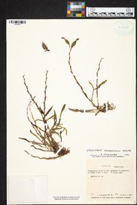 Epidendrum anoglossum image