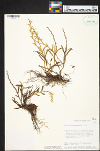 Epidendrum anoglossum image