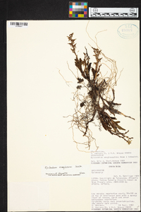 Epidendrum anoglossum image