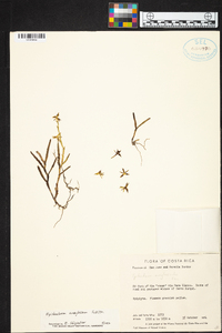 Epidendrum anoglossum image