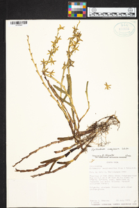 Epidendrum anoglossum image