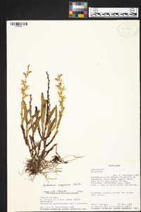 Epidendrum anoglossum image