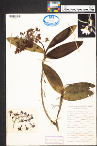 Epidendrum arbuscula image