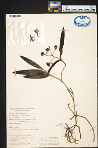 Epidendrum arbuscula image