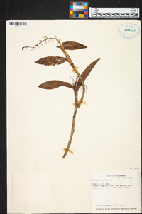 Epidendrum arbuscula image