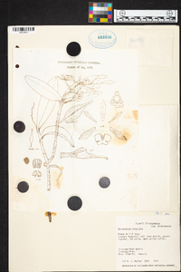 Epidendrum arbuscula image