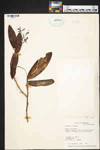 Epidendrum arbuscula image