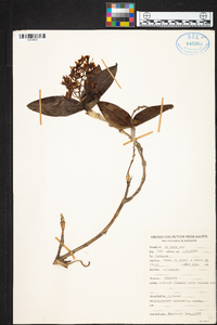 Epidendrum arbuscula image