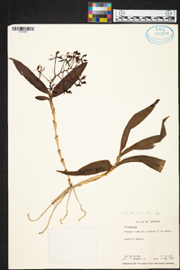 Epidendrum arbuscula image