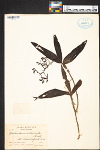 Epidendrum arbuscula image