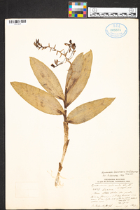 Epidendrum arbuscula image