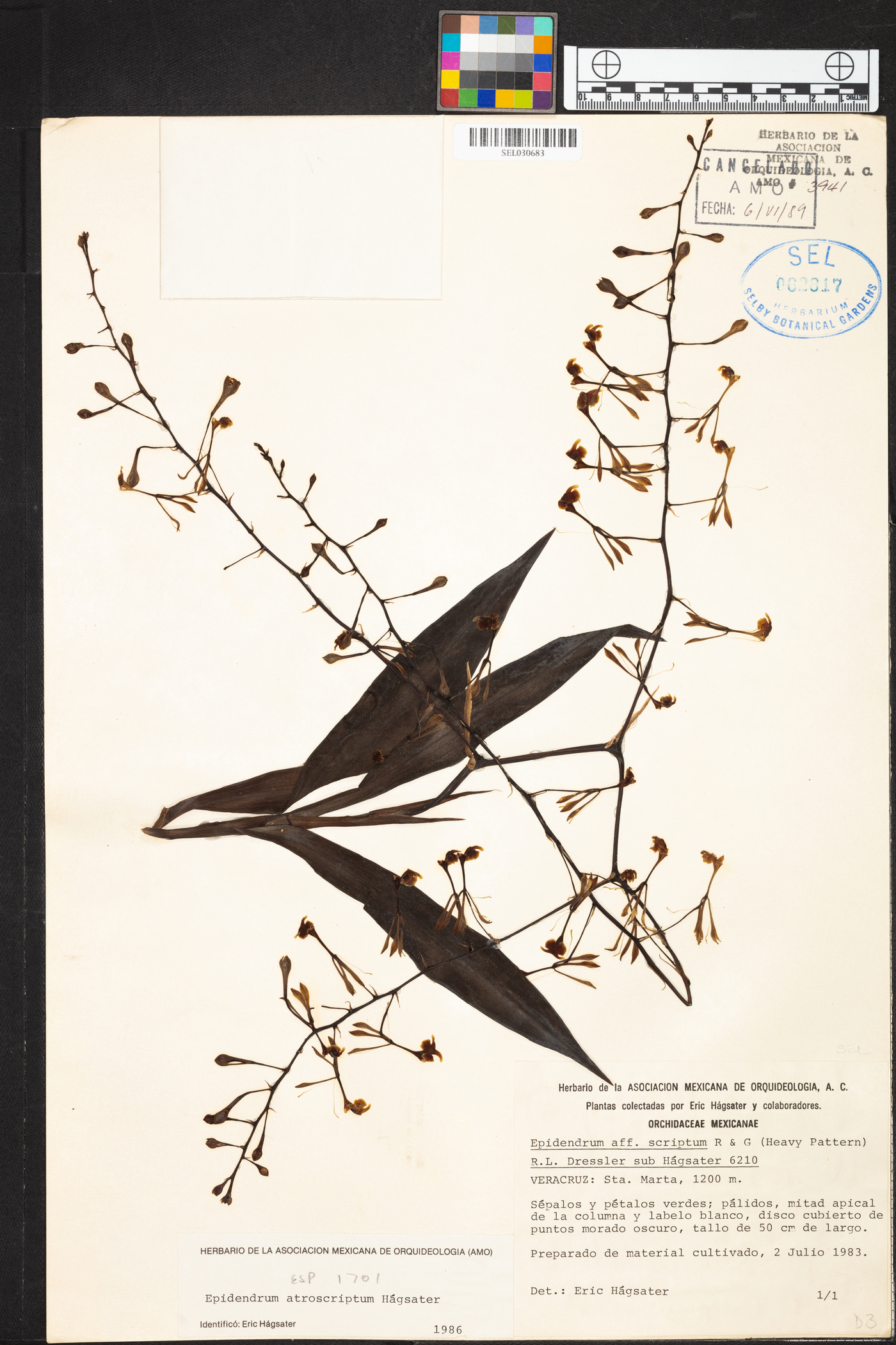 Epidendrum atroscriptum image