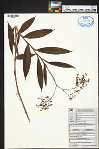 Epidendrum atroscriptum image