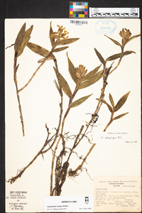 Epidendrum barbae image