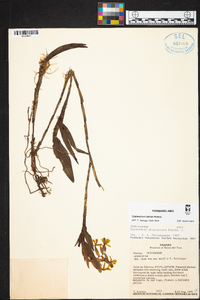 Epidendrum barbae image