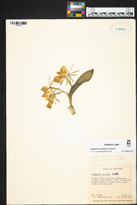 Epidendrum latilabre image