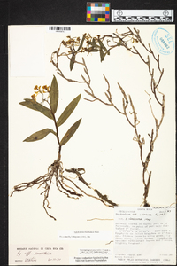 Epidendrum bisulcatum image