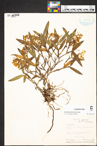 Epidendrum bisulcatum image