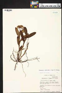 Epidendrum boricuarum image