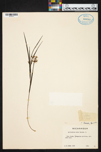 Epidendrum chloe image