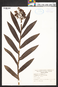 Epidendrum chlorops image