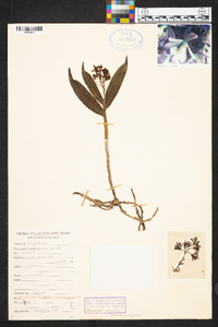 Epidendrum clowesii image