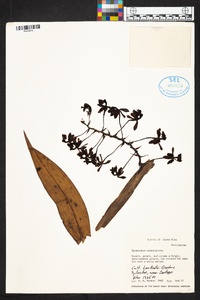 Epidendrum cnemidophorum image