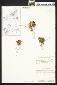 Epidendrum schlechterianum image