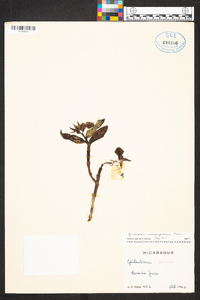 Epidendrum cerinum image