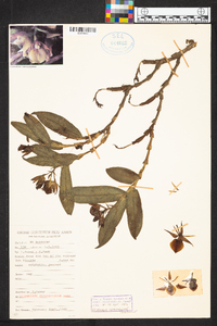 Epidendrum cerinum image