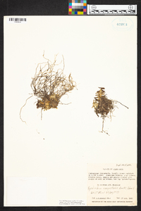 Epidendrum schlechterianum image