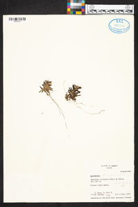Epidendrum congestum image