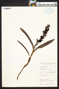 Epidendrum beharorum image