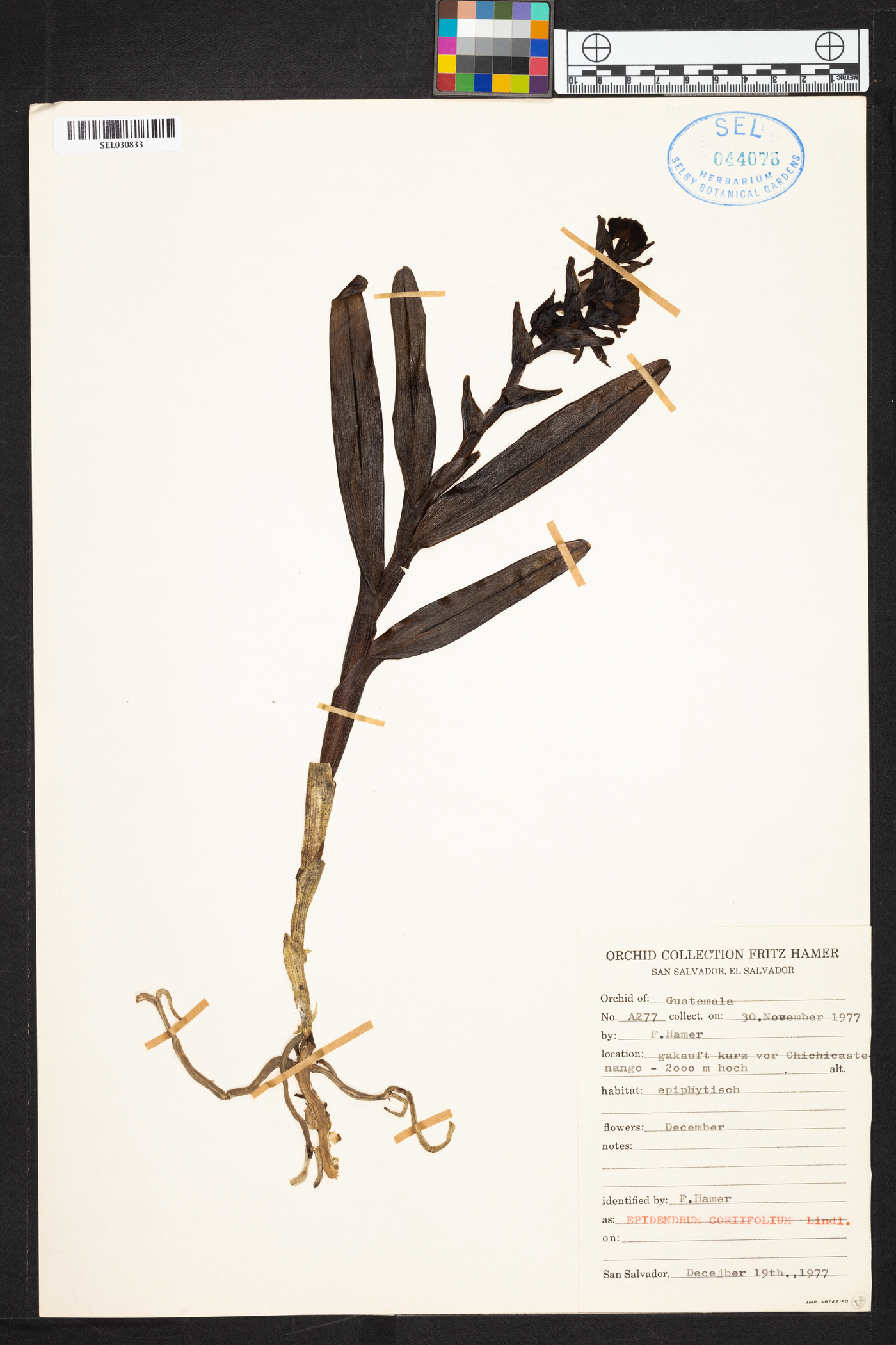 Epidendrum beharorum image