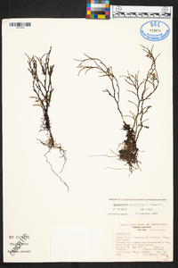 Epidendrum cordiforme image