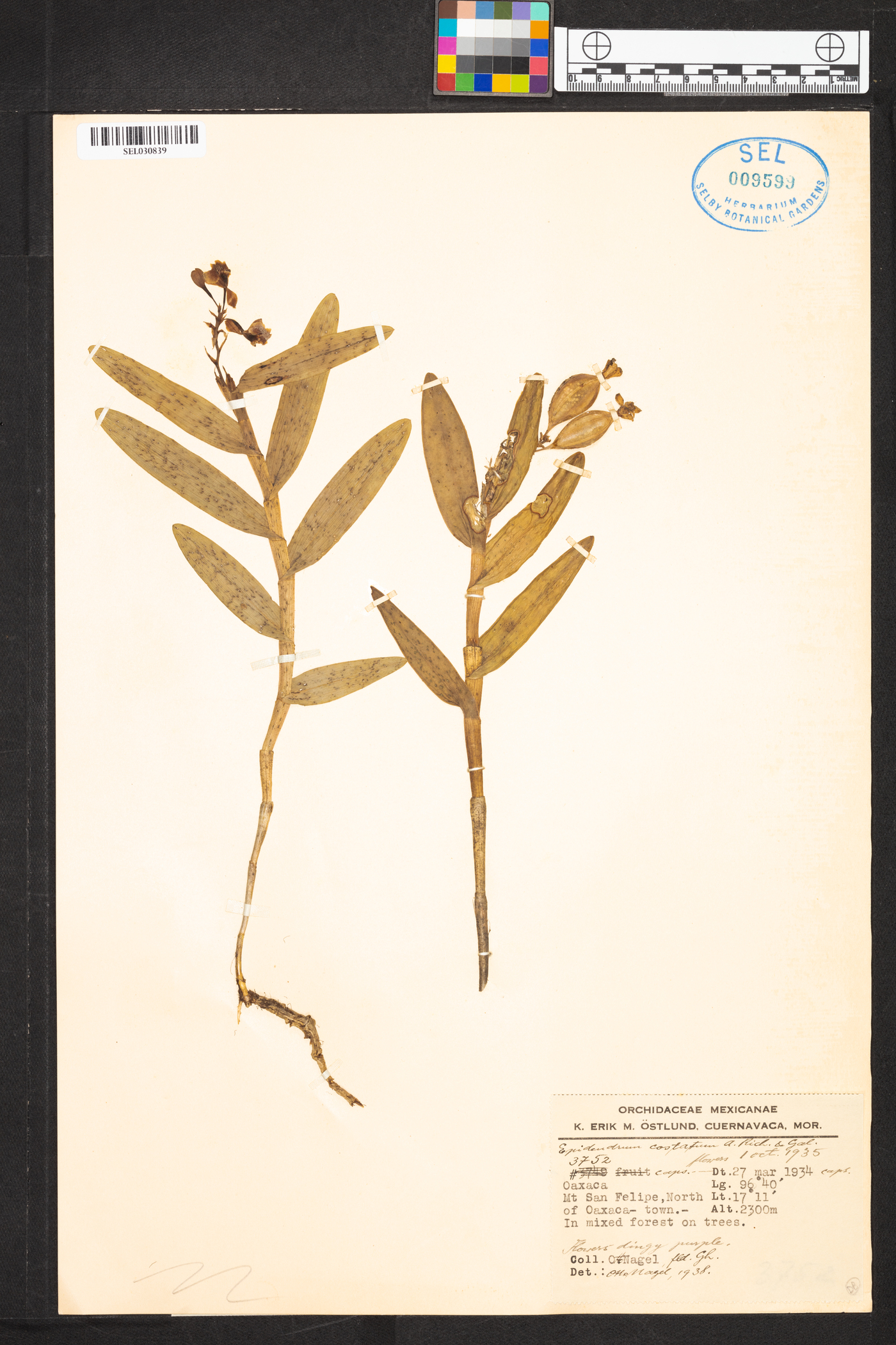 Epidendrum costatum image