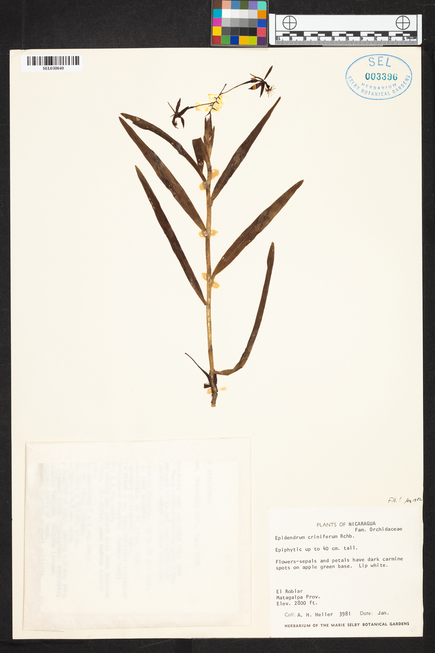 Epidendrum criniferum image