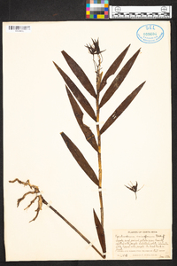 Epidendrum criniferum image