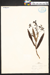 Epidendrum cristatum image