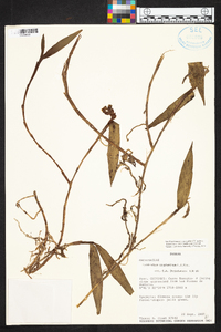 Epidendrum cryptanthum image