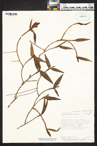 Epidendrum cryptanthum image