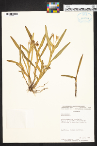 Epidendrum trialatum image