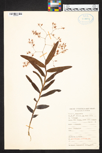 Epidendrum diffusum image