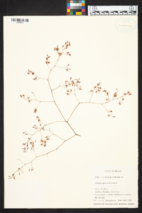 Epidendrum diffusum image