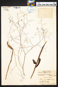 Epidendrum diffusum image