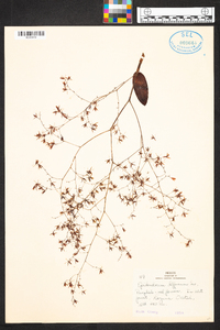 Epidendrum diffusum image