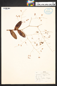 Epidendrum diffusum image