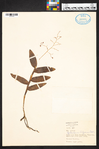 Epidendrum diffusum image